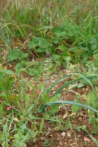 Muscari à toupet