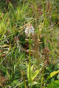 Orchis pourpre