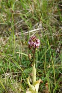 Orchis pourpre