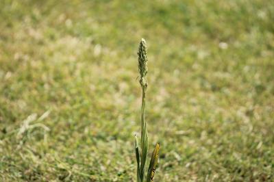 Orchis bouc