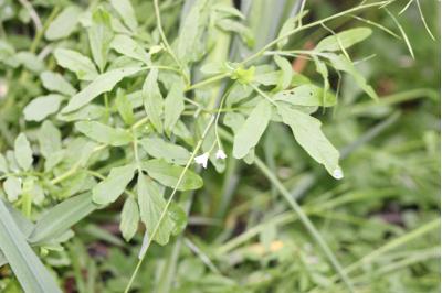Cardamine amère