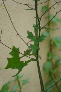 Pendrille