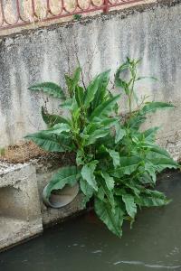 Patience d'eau