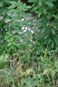Campanule raiponce