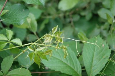 Vigne-vierge commune