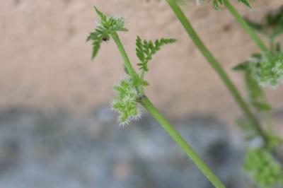 Torilis à fleurs glomérulées