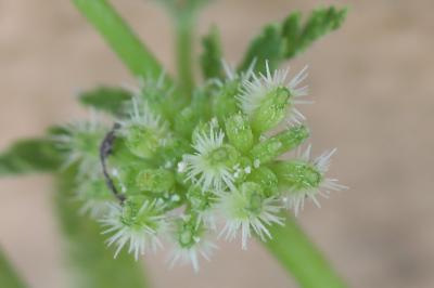 Torilis à fleurs glomérulées