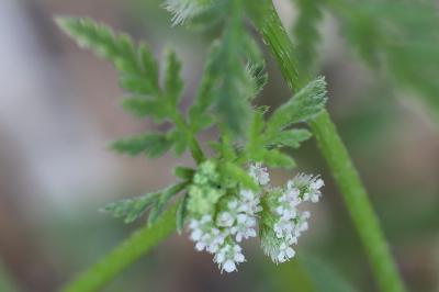Torilis à fleurs glomérulées