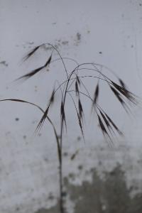Brome stérile