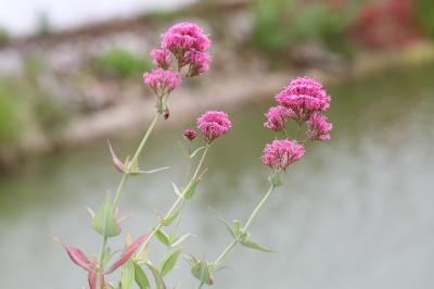 Centranthe rouge