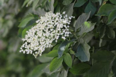 Sambucus nigra