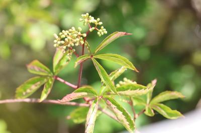 Vigne-vierge commune