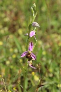 Ophrys abeille
