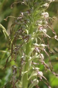 Orchis bouc