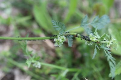 Torilis à fleurs glomérulées