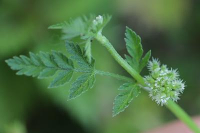Torilis à fleurs glomérulées