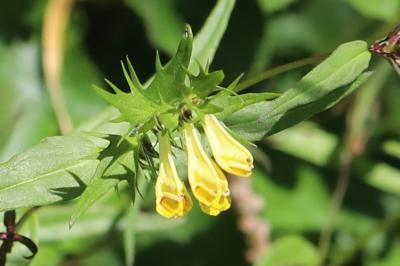 Mélampyre des prés