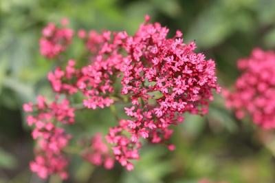 Centranthus ruber