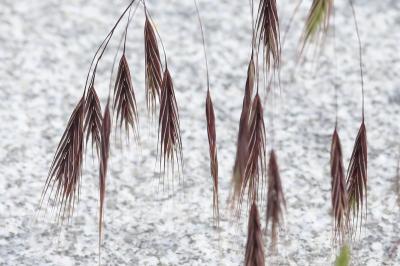 Brome stérile