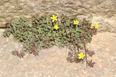 Oxalis corniculata