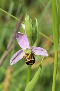 Ophrys abeille