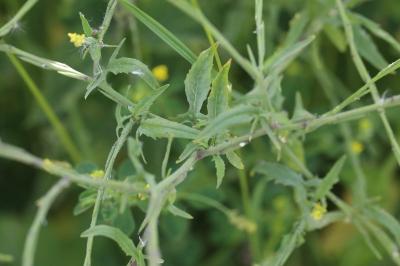 Herbe aux chantres