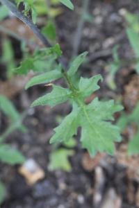 Herbe aux chantres