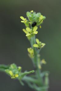 Herbe aux chantres
