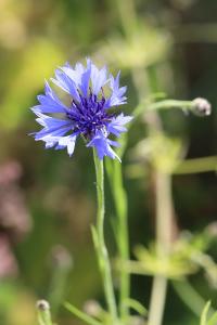 Bleuet