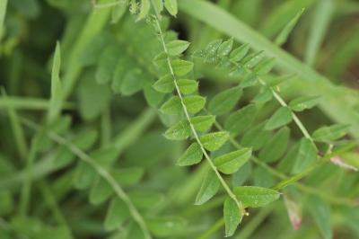 Vicia sepium