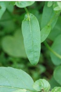 Myosotis cespiteux