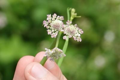 Oenanthe fistuleuse