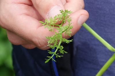 Oenanthe fistuleuse