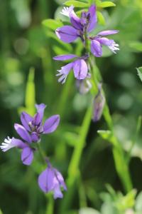 Polygala commun