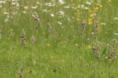 Ophrys abeille