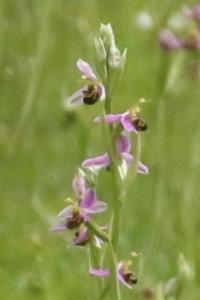 Ophrys abeille