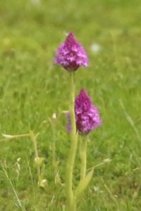 Orchis pyramidal