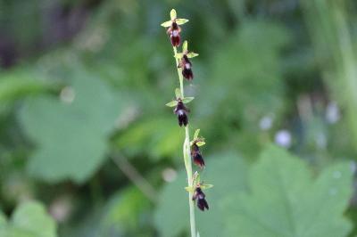 Ophrys mouche