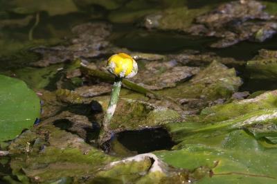 Nénuphar jaune