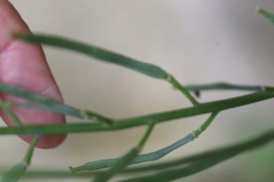 Erysimum cheiri