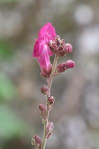 Muflier à grandes fleurs