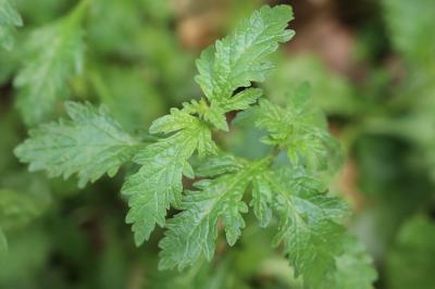 Verveine officinale