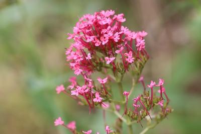 Centranthus ruber