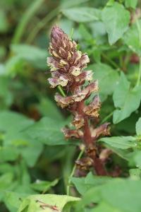 Orobanche du lierre