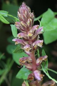 Orobanche du lierre