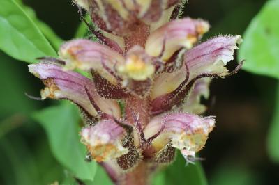 Orobanche du lierre