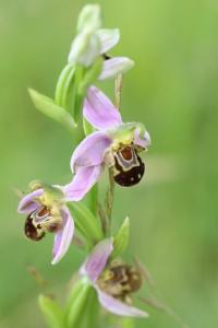 Ophrys abeille