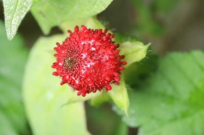 Fraisier de Duchesne