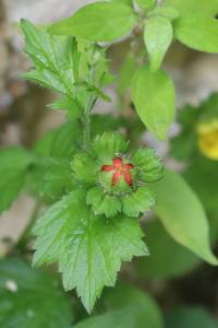 Fraisier de Duchesne