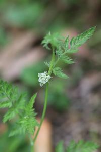 Torilis à fleurs glomérulées